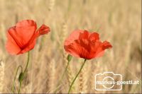 Klatschmohn_Getreidefeld5