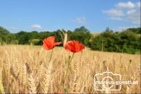Klatschmohn_Getreidefeld4