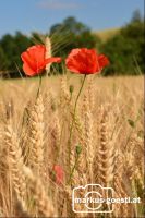 Klatschmohn_Getreidefeld3