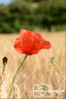 Klatschmohn_Getreidefeld2