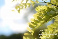 Naturdetails4