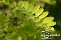 Naturdetails