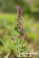 Naturdetails