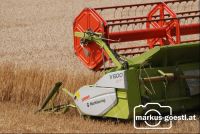 Weizendrusch27