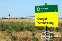 Saatgutvermehrung1