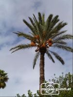 Palme