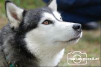 Husky