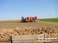 Kartoffelernte13