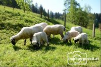 Schafherde4