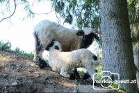 Schafherde3