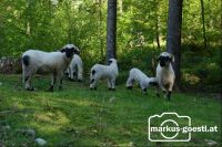 Schafherde2
