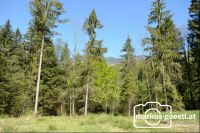 Wald5