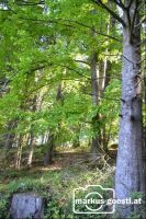 Wald4