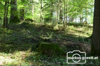 Wald3