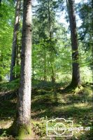 Wald2
