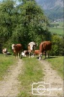 Kuhherde_weidet2