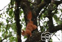 Eichhörnchen4