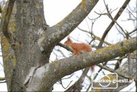 Eichhörnchen2