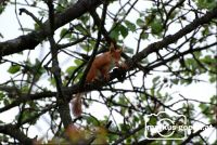Eichhörnchen1