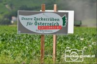 Zuckerrübenproduktion