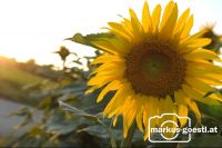 Sonnenblume