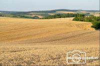 Getreidefeld Weinviertel
