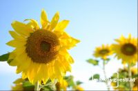 Sonnenblume