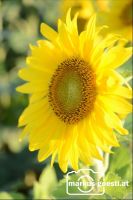 Sonnenblume