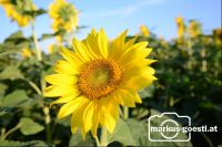 Sonnenblume
