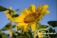 Sonnenblume