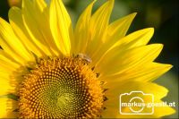 Sonnenblume