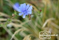Blüte