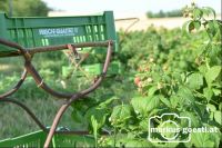 Himbeergarten Pflückhilfe