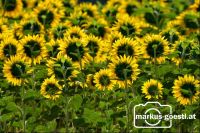 Sonnenblumenfeld