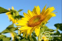 Sonnenblume