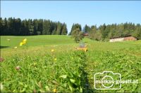 Mähtraktor beim Wiesenmähen