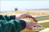 Maisdrusch