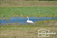 Schwan