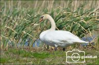Schwan