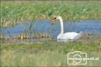 Schwan