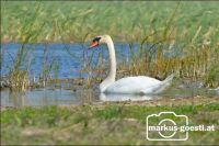 Schwan
