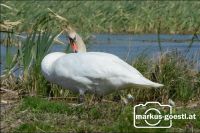 Schwan
