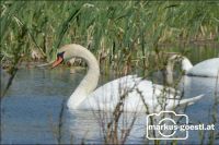 Schwan