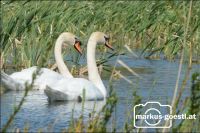 Schwan