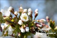 Blüten4