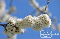 Blüten3