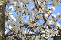 Blüten2