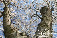 Blick hinauf in den Baum2
