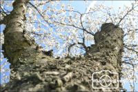 Blick hinauf in den Baum1