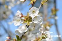 Blüten1